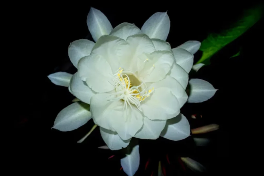 7 flores que brilham no escuro: Cultive beleza noturna 4 flor Dama da Noite branca que brilham no escuro