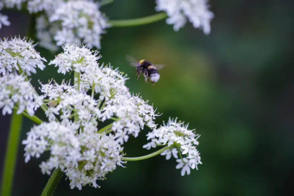 Flor Angélica: Plantio, Cuidados e Dicas Essenciais 5 Linda flor angelica branca