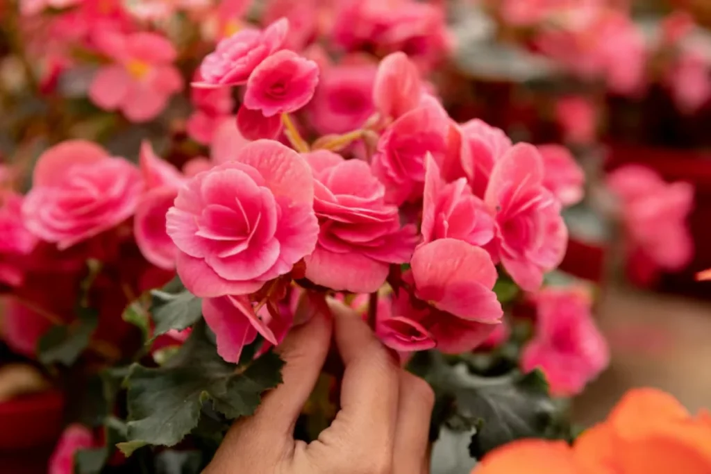 11 Flores para jardim de inverno: Cultivo fácil e resultado incrível 5 flores Begônia para jardim de inverno