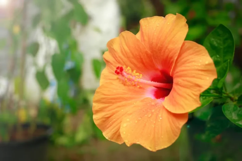 flor Hibisco-do-Pantanal nativas do brasil