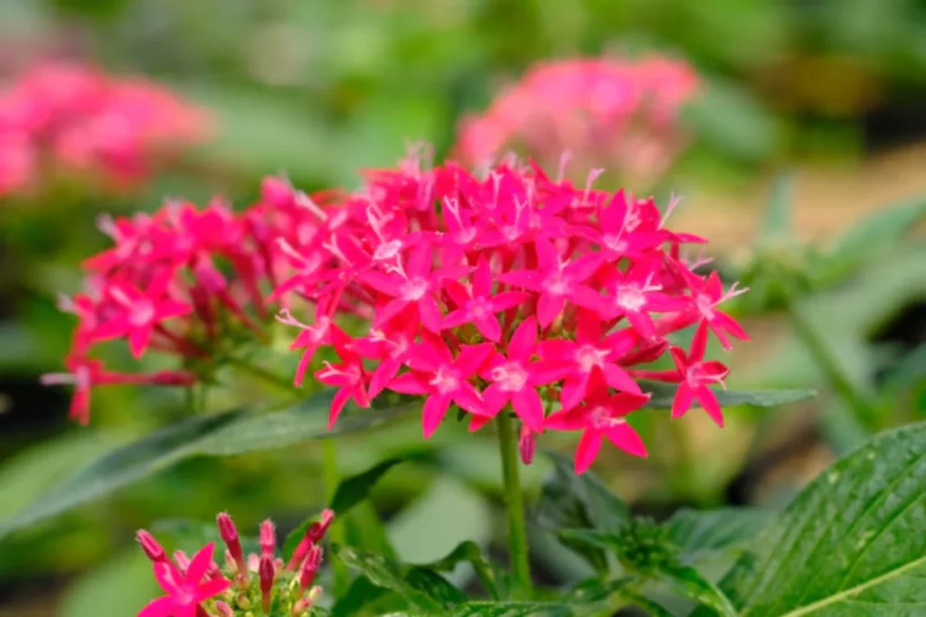11 Flores que atraem borboletas: Veja a lista de espécies 5 flores pentas rosas que atraem borboletas