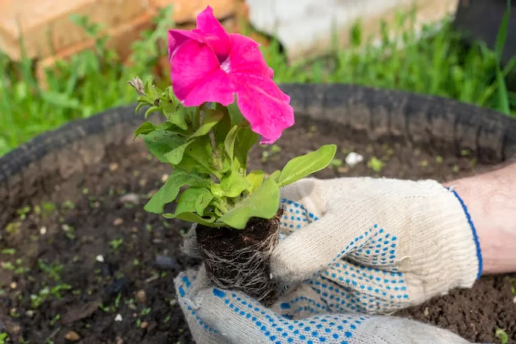 Flor petúnias: Como cultivar? Guia completo 5 muda da flor petunias
