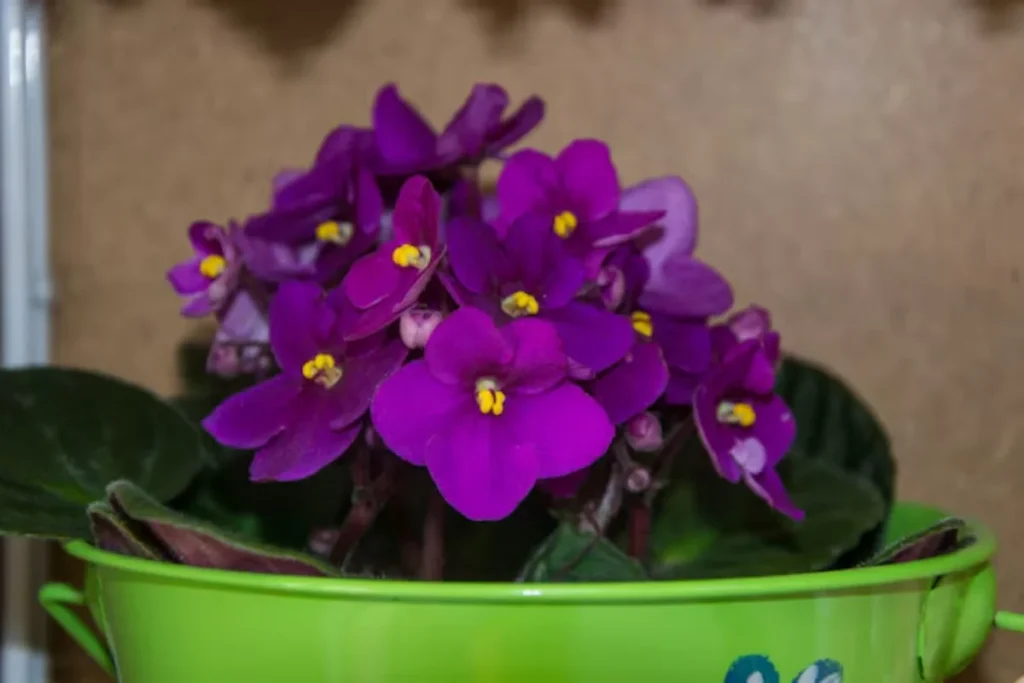 flores violeta africana no vaso
