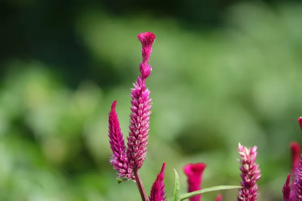 13 Flores resistentes ao calor: Jardim à prova de calor 8 6