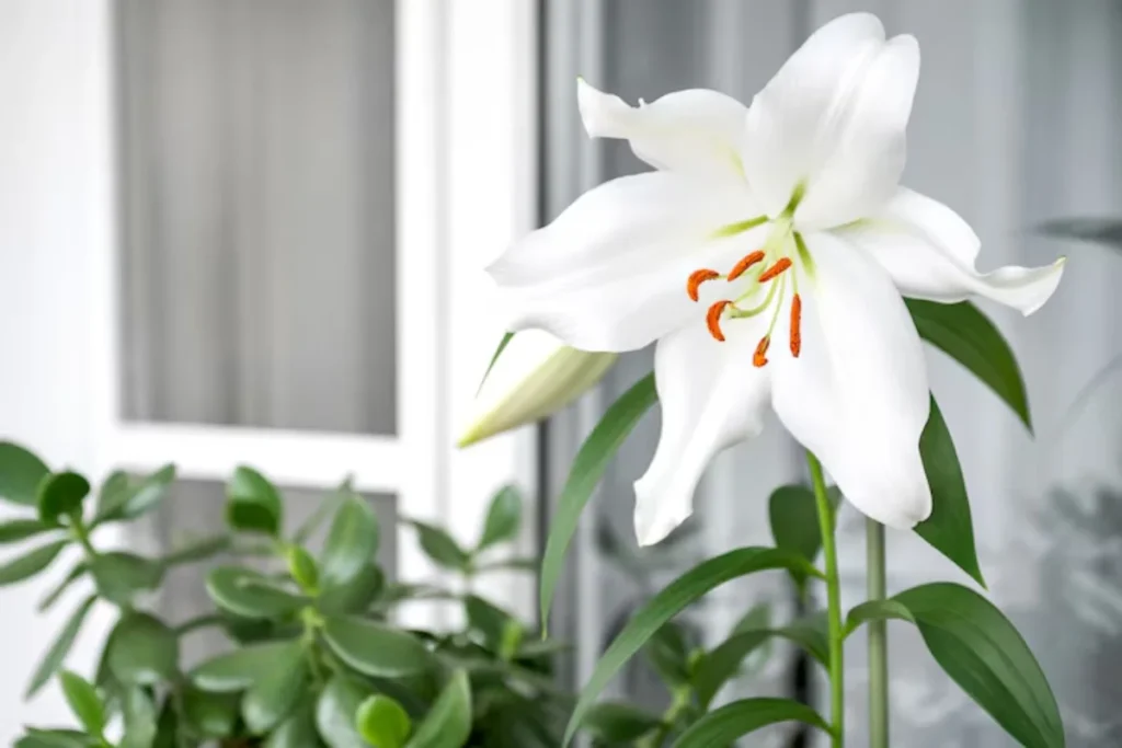 flor Lírios de corte