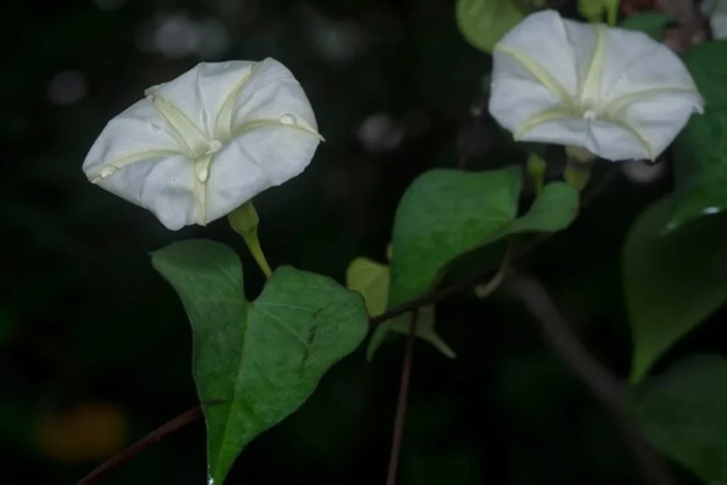 7 flores que brilham no escuro: Cultive beleza noturna 5 flores Moonflower branca que brilham no escuro
