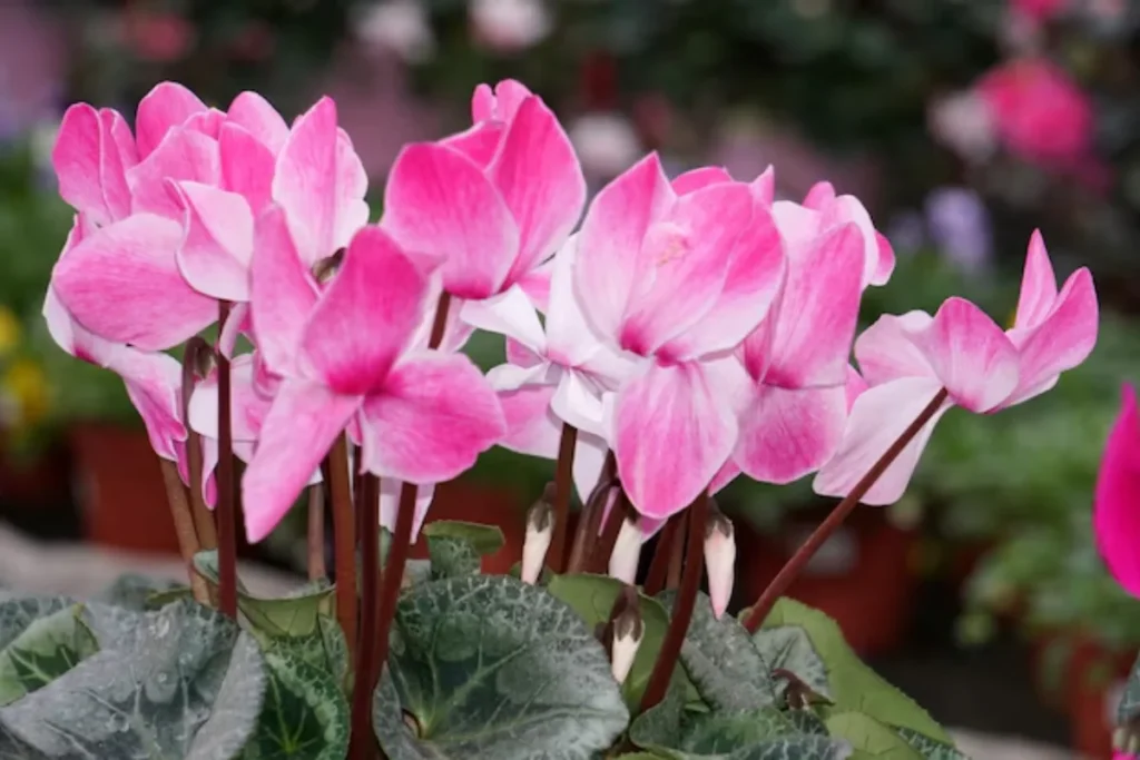 11 Flores para jardim de inverno: Cultivo fácil e resultado incrível 6 flores ciclâmen para jardim de inverno