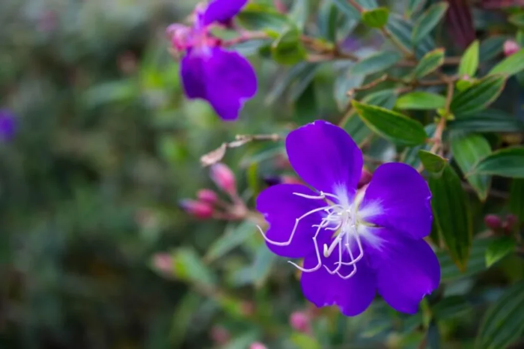 flores quaresmeira nativas do brasil