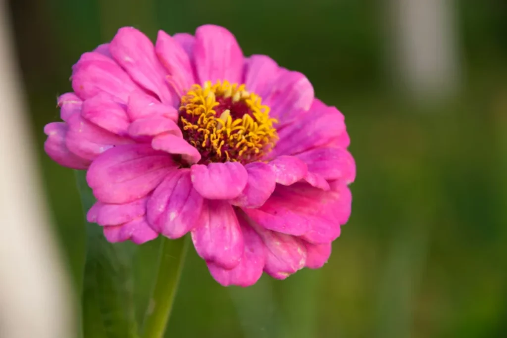 11 Flores que atraem borboletas: Veja a lista de espécies 6 flor Zinias rosa que atraem borboletas