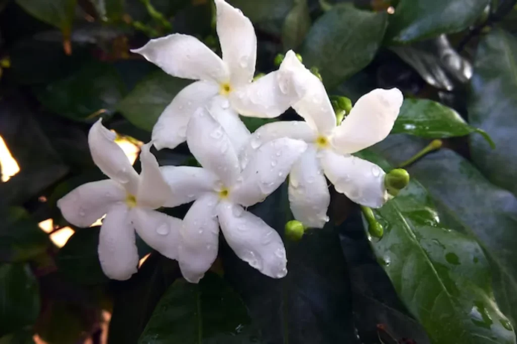 17 tipos de flores brancas: Nomes, Imagens e cuidados 7 tipo de flor Jasmim Branco