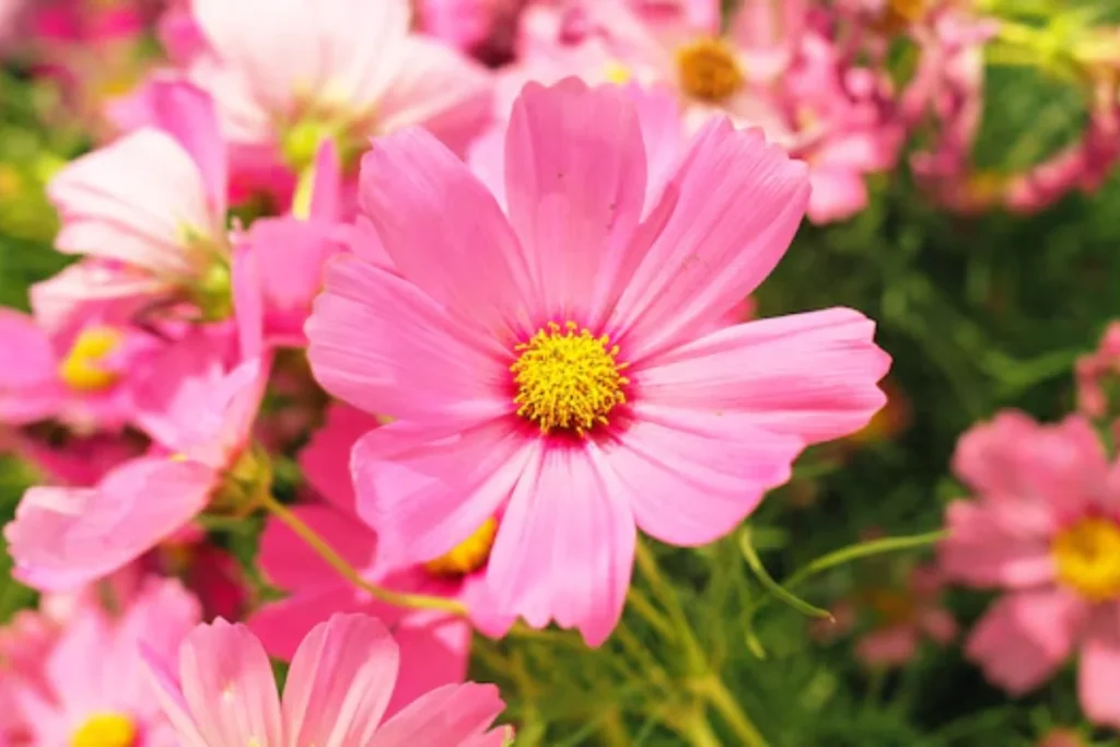 13 Flores resistentes ao calor: Jardim à prova de calor 9 7