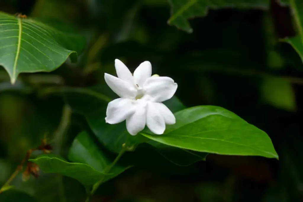 7 flores que brilham no escuro: Cultive beleza noturna 6 flor Jasmim Branco que brilham no escuro