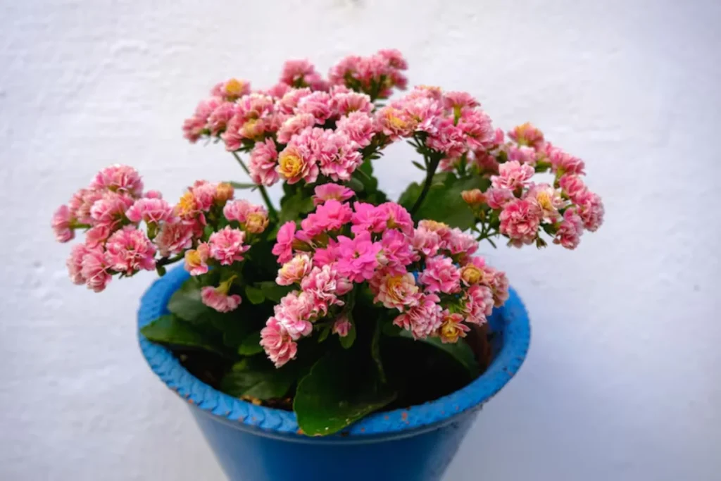 11 Flores para jardim de inverno: Cultivo fácil e resultado incrível 7 flores kalanchoe para jardim de inverno