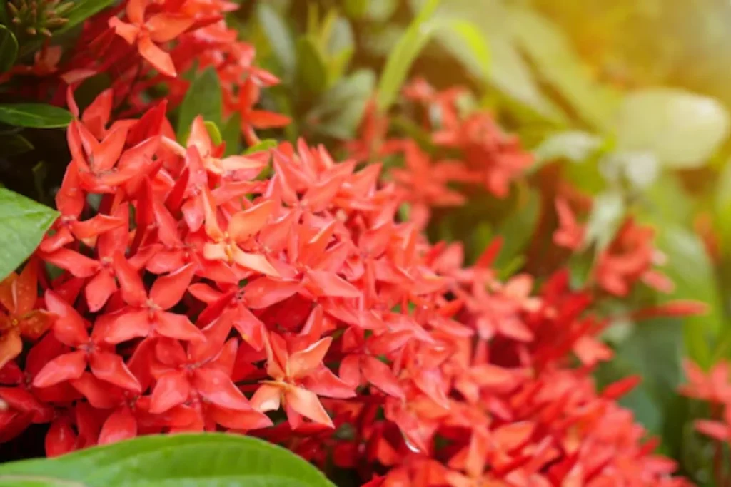 11 Flores que atraem borboletas: Veja a lista de espécies 7 flores Ixora vermelhas que atraem borboletas
