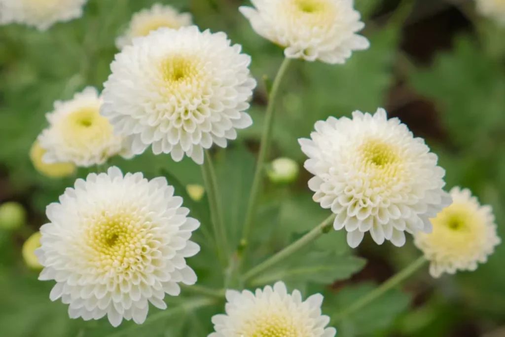 17 tipos de flores brancas: Nomes, Imagens e cuidados 8 tipo de flor Crisântemo Branco