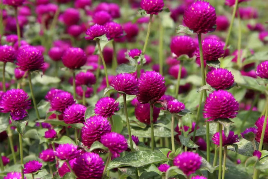 13 Flores resistentes ao calor: Jardim à prova de calor 10 8