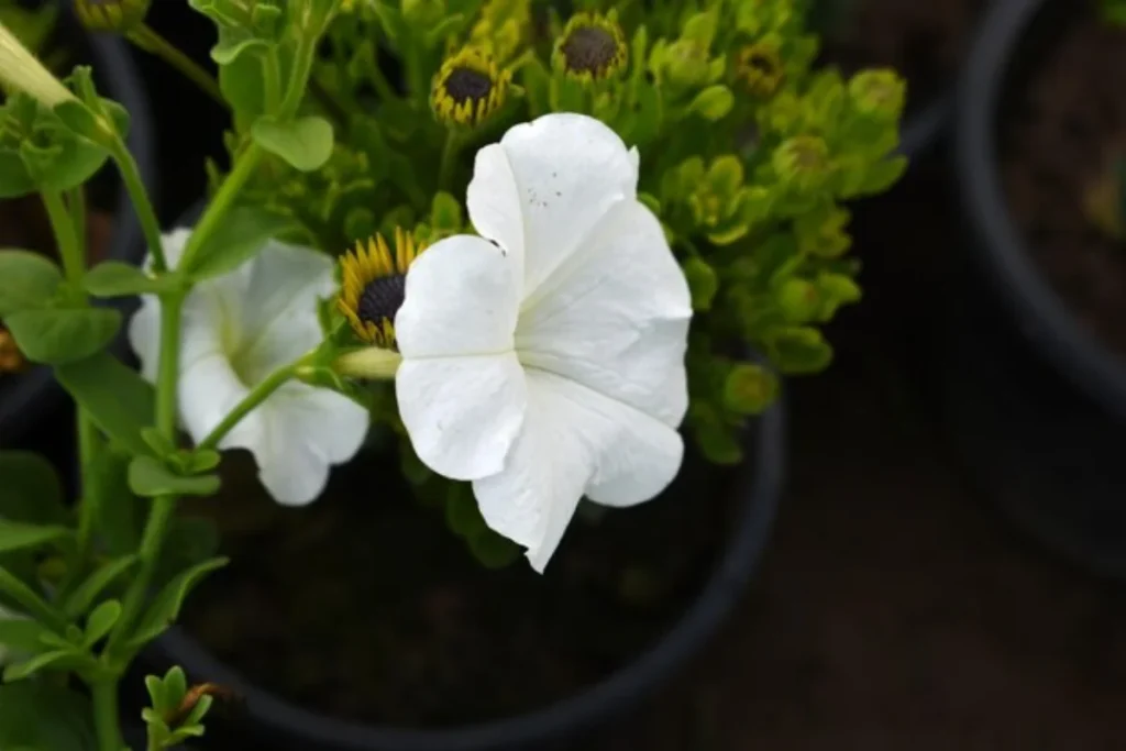7 flores que brilham no escuro: Cultive beleza noturna 7 flor Petúnia Branca que brilha no escuro