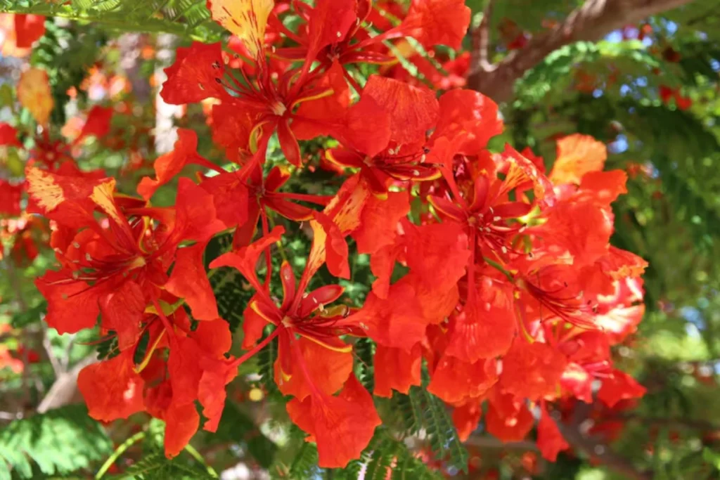 flores Flamboyant nativas do brasil