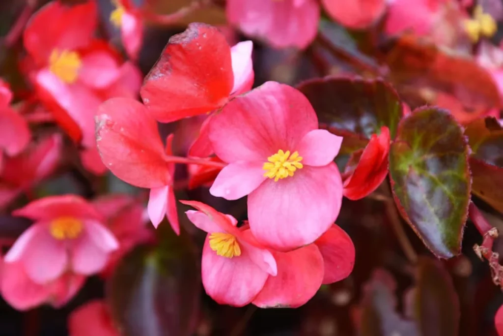 11 Flores que atraem borboletas: Veja a lista de espécies 8 flores Begônia rosa que atraem borboletas