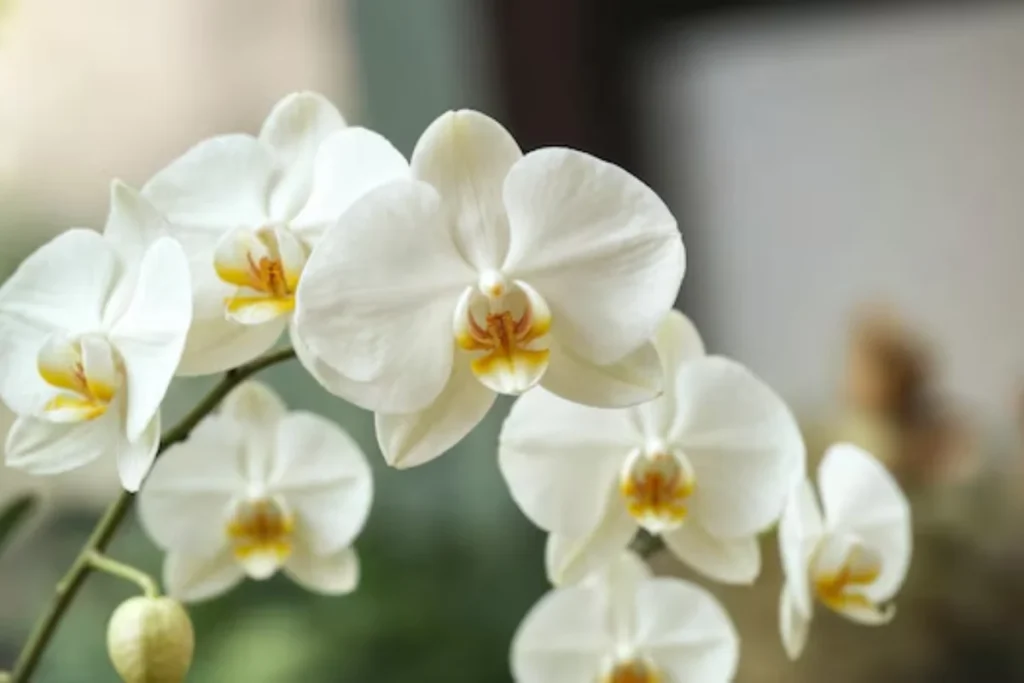 17 tipos de flores brancas: Nomes, Imagens e cuidados 9 tipos de flores Orquídea Branca