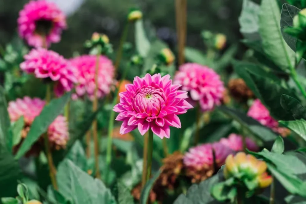 flores crisântemos de corte