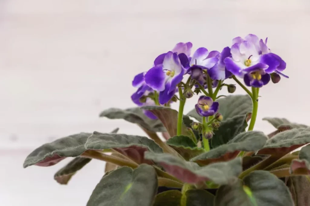 flores Violeta Africana para apartamento