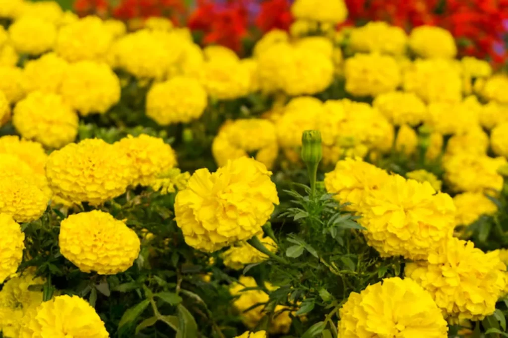 13 Flores resistentes ao calor: Jardim à prova de calor 11 9