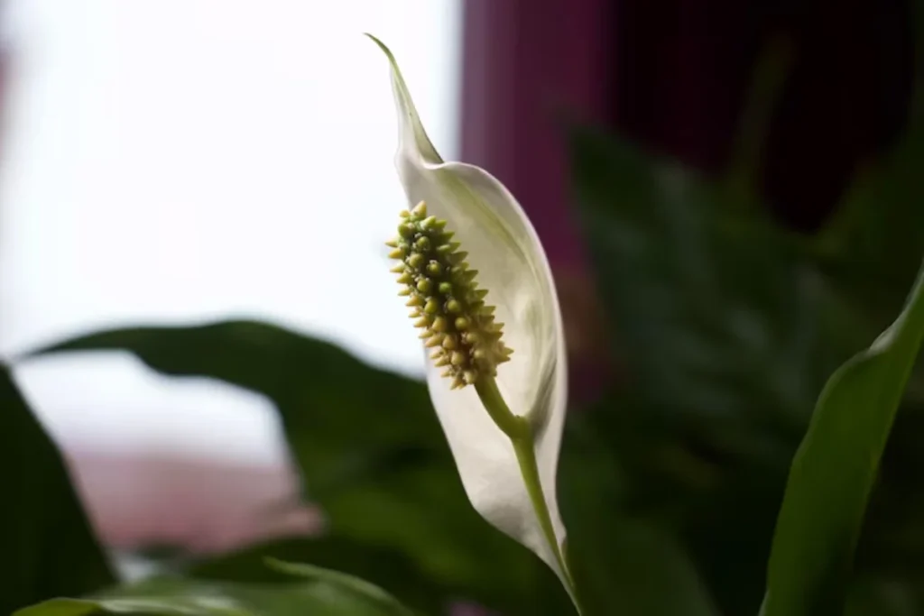 7 flores que brilham no escuro: Cultive beleza noturna 8 flor Lírio-da-Paz Branco que brilham no escuro