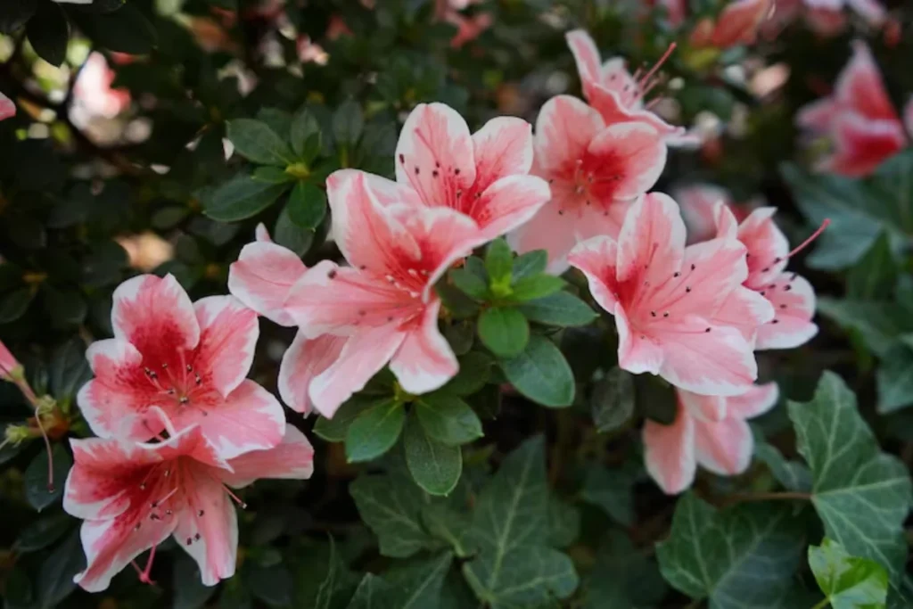 11 Flores para jardim de inverno: Cultivo fácil e resultado incrível 9 flores azaleia para jardim de inverno