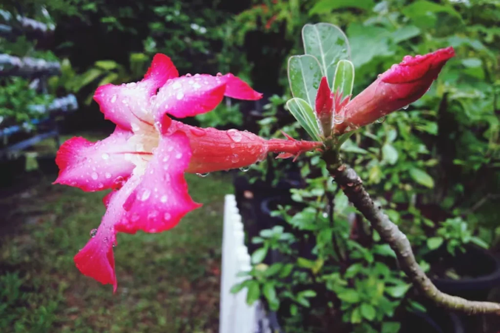 flor Paineira nativas do brasil