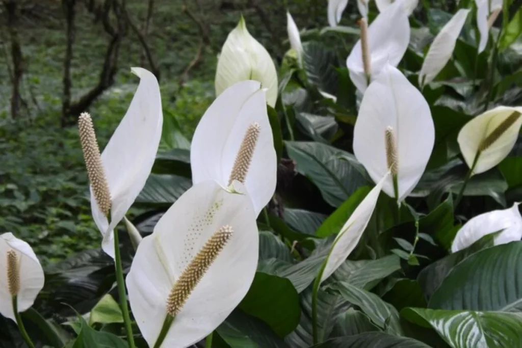 17 tipos de flores brancas: Nomes, Imagens e cuidados 10 tipos de flor Antúrio Branco