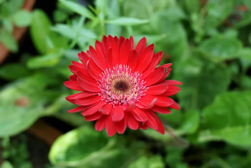 flor gérberas de corte