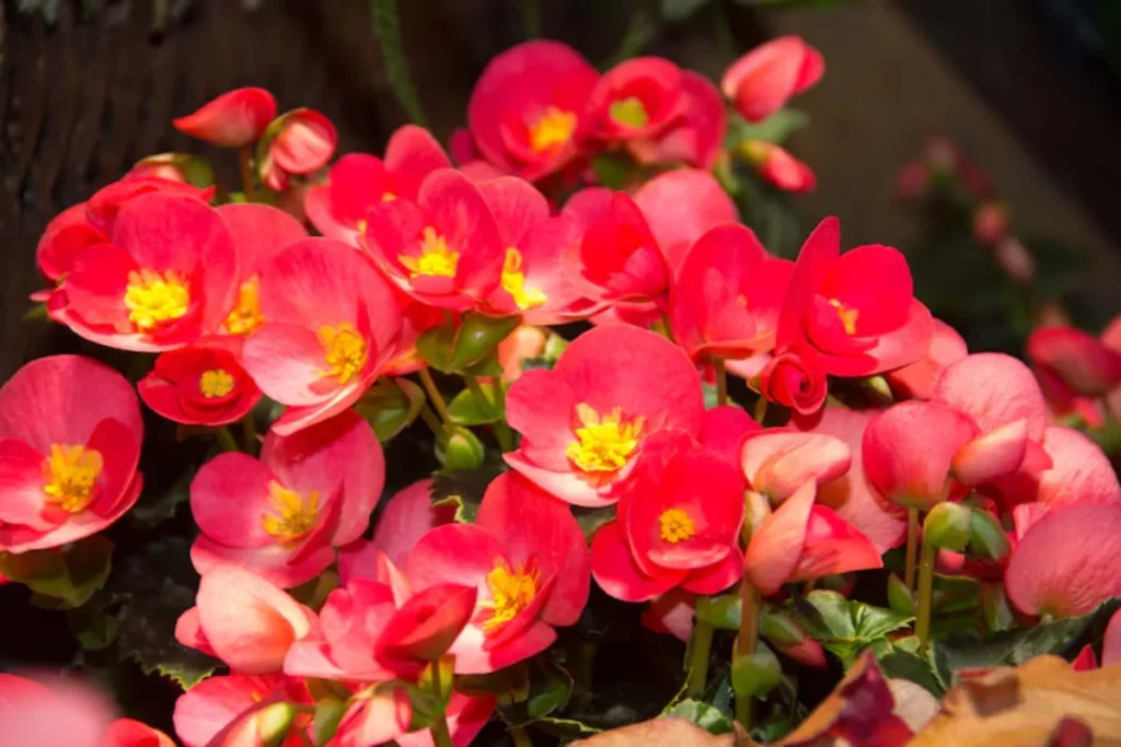flores begônia para apartamento
