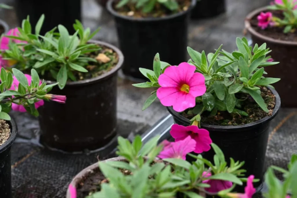 Flor petúnias: Como cultivar? Guia completo 6 flores petunias em vasos
