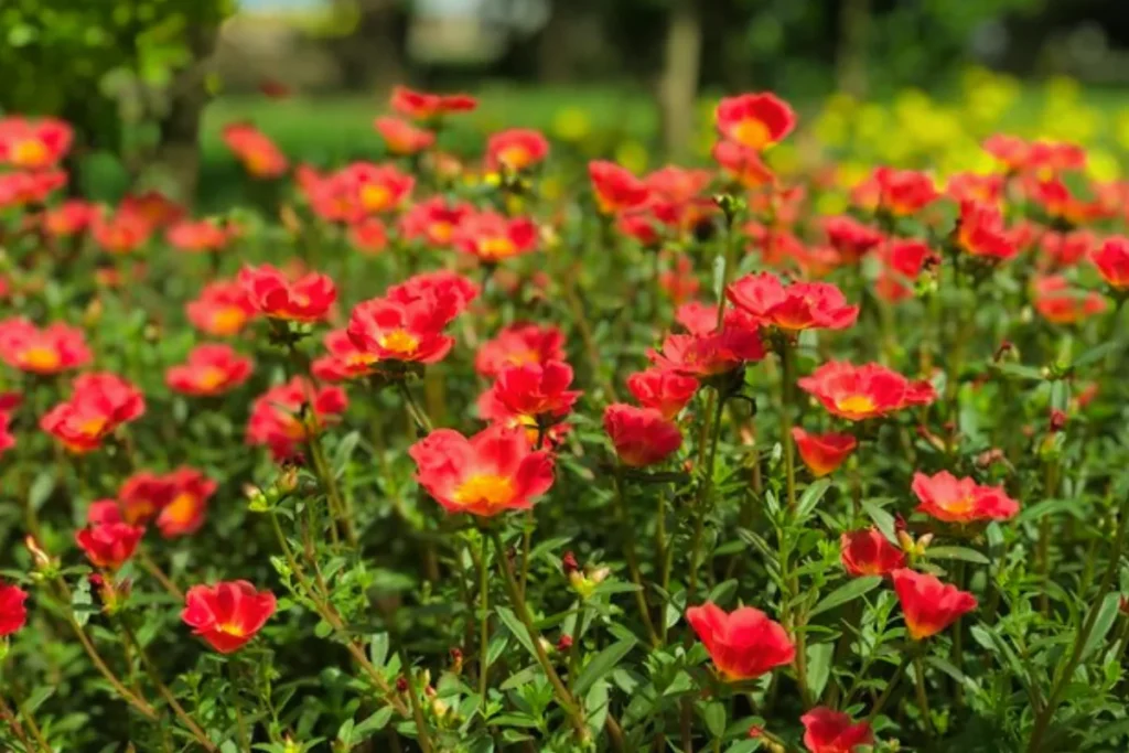 flores portulaca resistentes ao calor no jardim