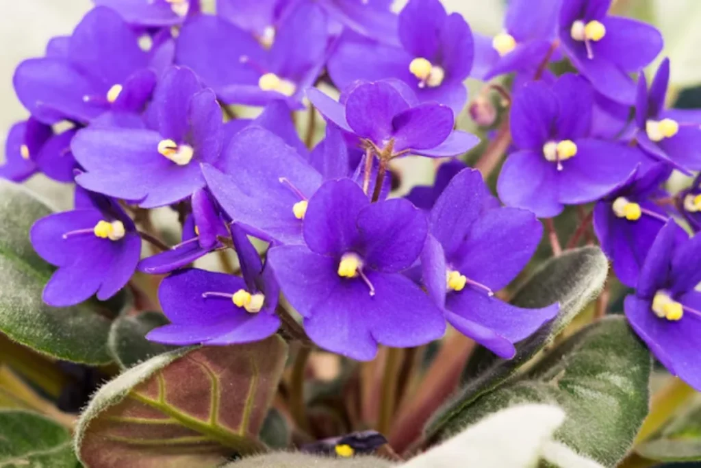 flores violeta africana