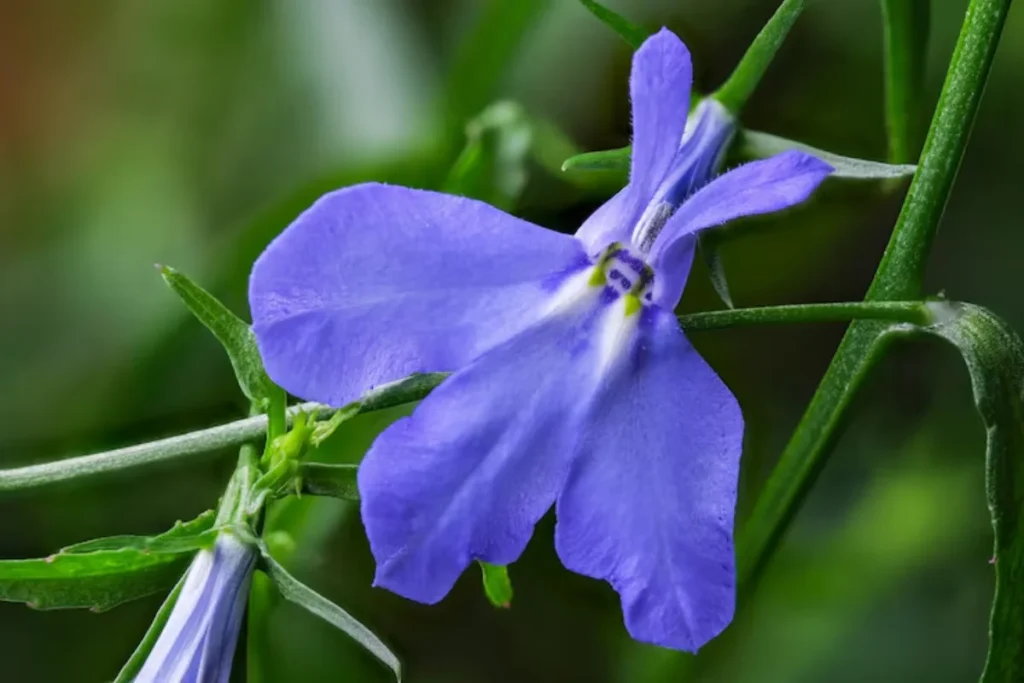 flor Lobélia para jardim pequeno