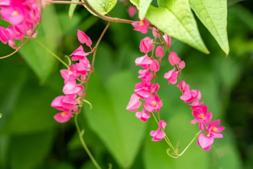 Flores trepadeira: 10 espécies para ter em casa 6 flores Amor Agarradinho trepadeira