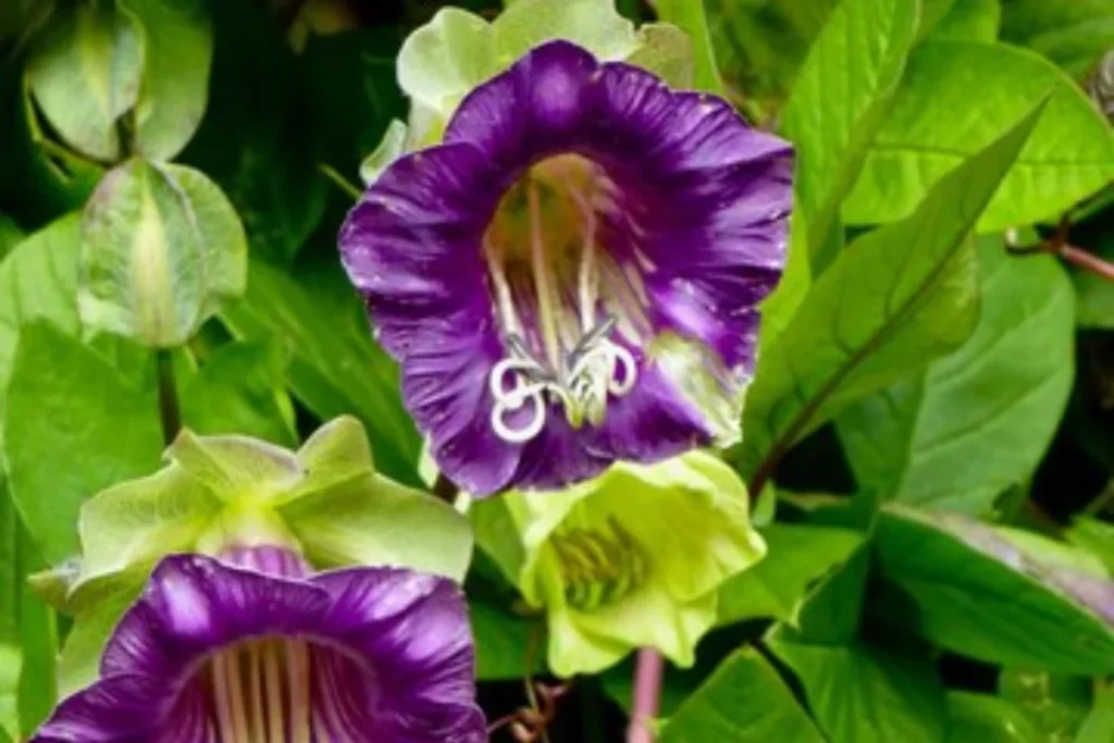 flores Sino-de-Catedral (Cobaea scandens)  que parecem sinos