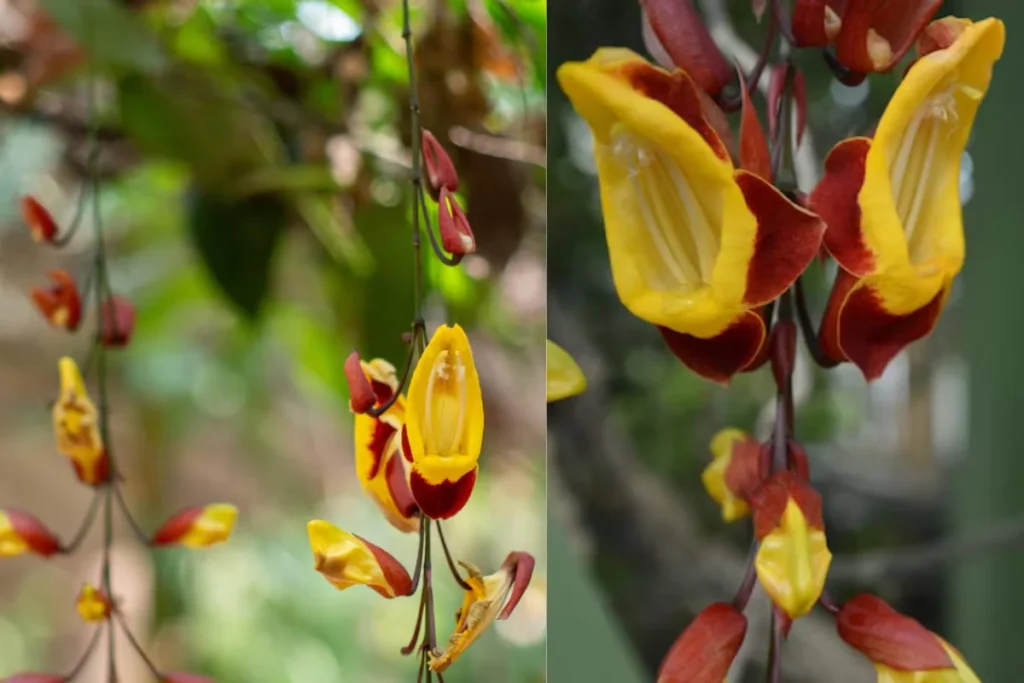 Flores trepadeira: 10 espécies para ter em casa 7 flores sapatinho de Judia trepadeira
