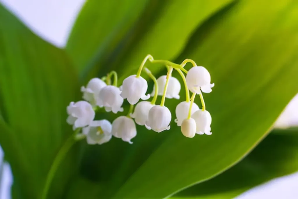 flores Lírio-do-Vale (Convallaria majalis) que parecem sinos