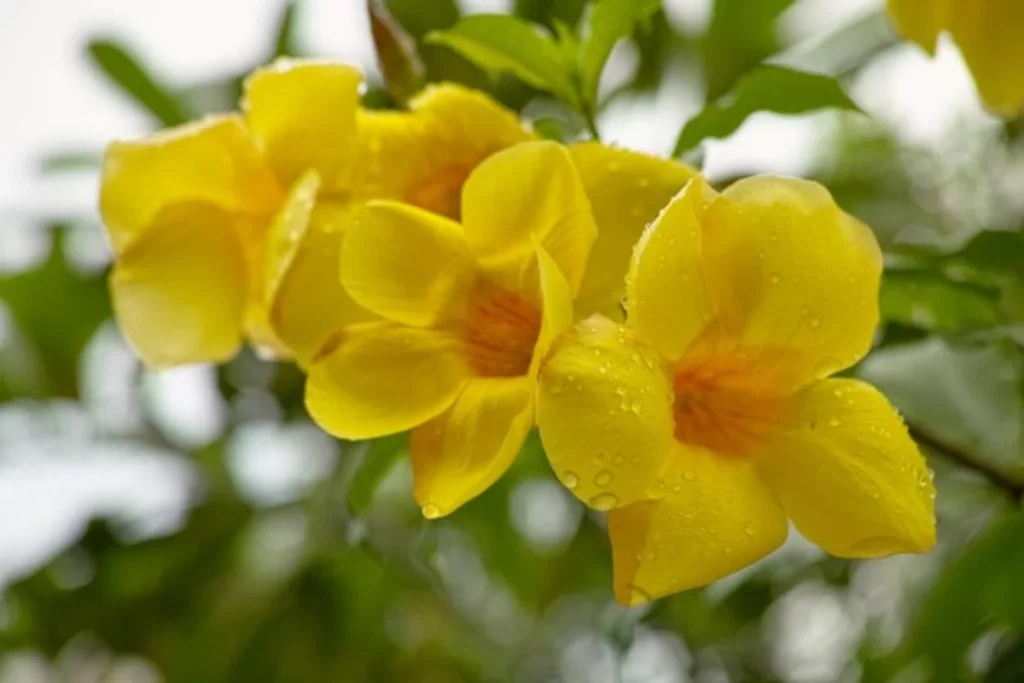 Flores trepadeira: 10 espécies para ter em casa 8 flores alamanda trepadeira