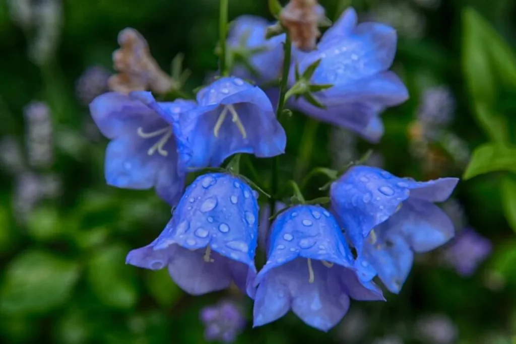 flores Campânula (Campanula medium) que parecem sinos