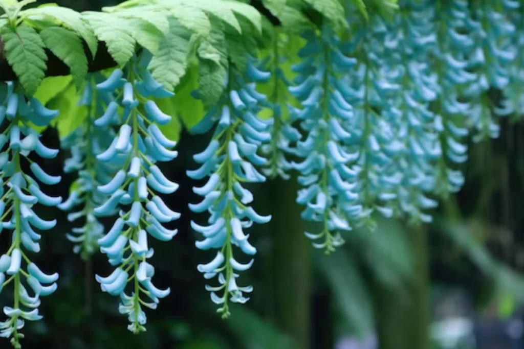 Flores trepadeira: 10 espécies para ter em casa 9 flores Jade Azul trepadeira