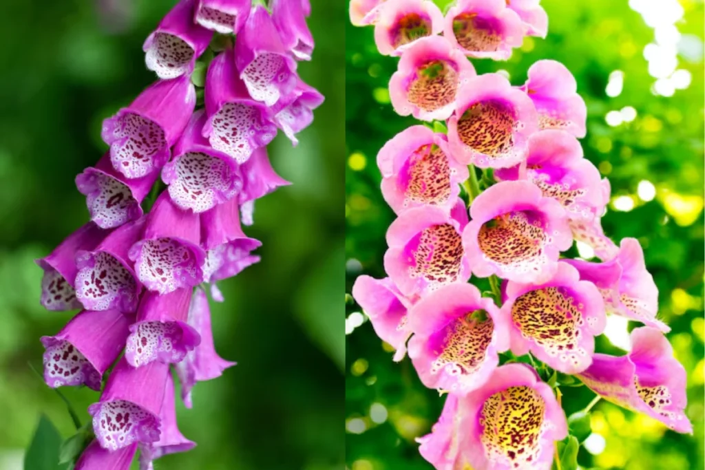 flores Dedaleira (Digitalis purpurea) que parecem sinos