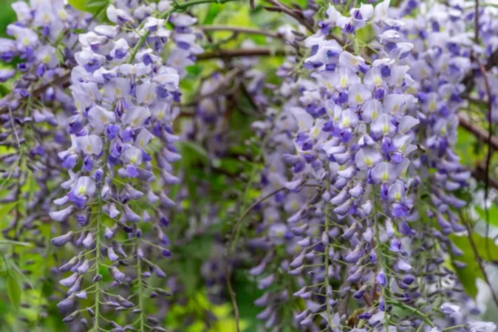 Flores trepadeira: 10 espécies para ter em casa 10 flores Glicínia trepadeira