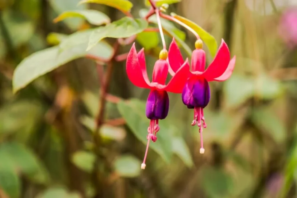 flores Fúcsia (Fuchsia hybrida) que parecem sinos
