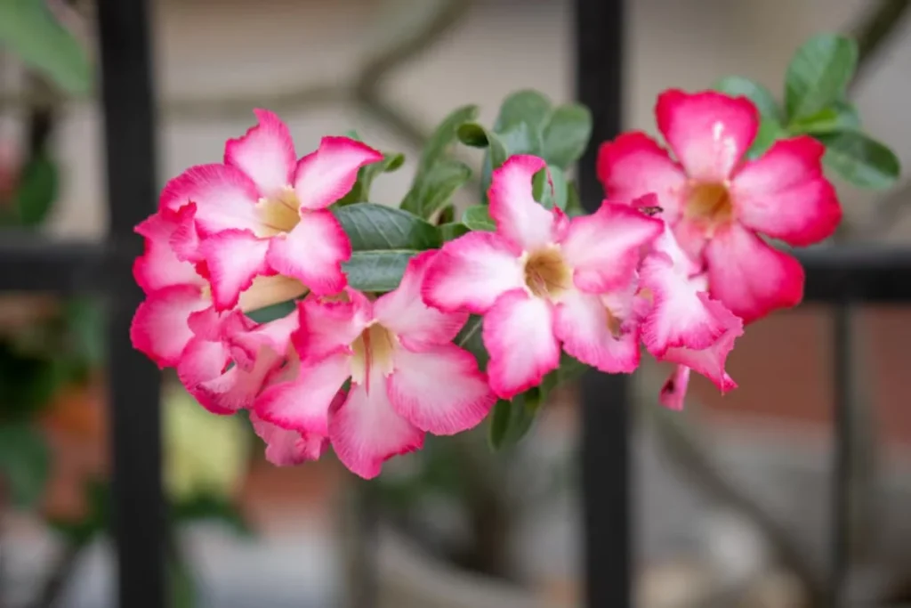 Flores trepadeira: 10 espécies para ter em casa 11 flores Dipladênia trepadeira
