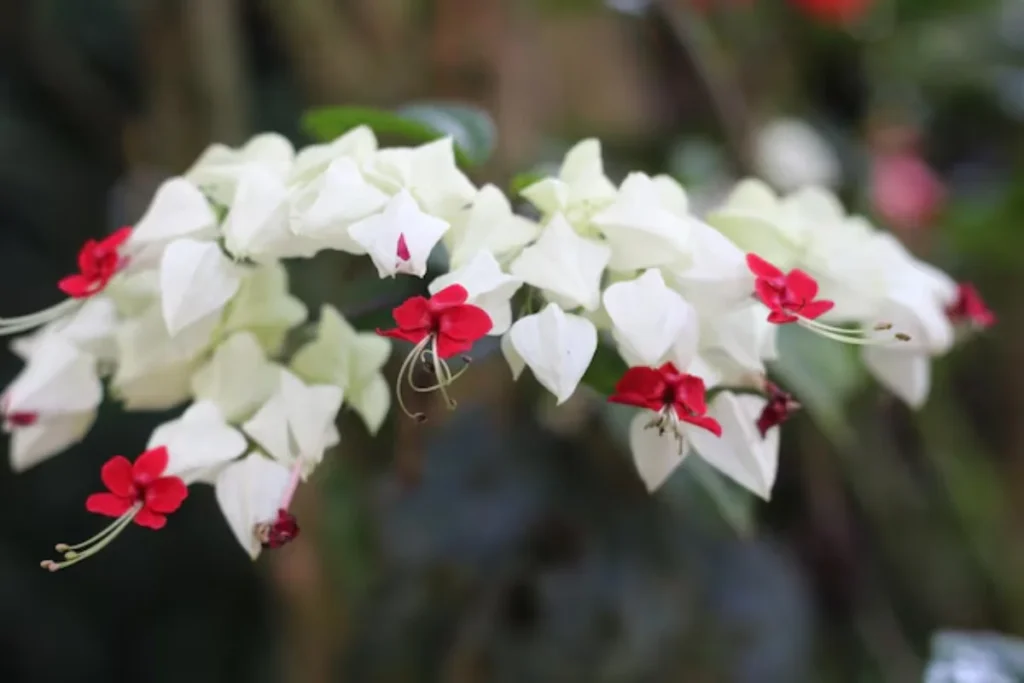 flores Lágrima-de-Cristo (Clerodendrum thomsoniae) que parecem sinos - Cr: freepik