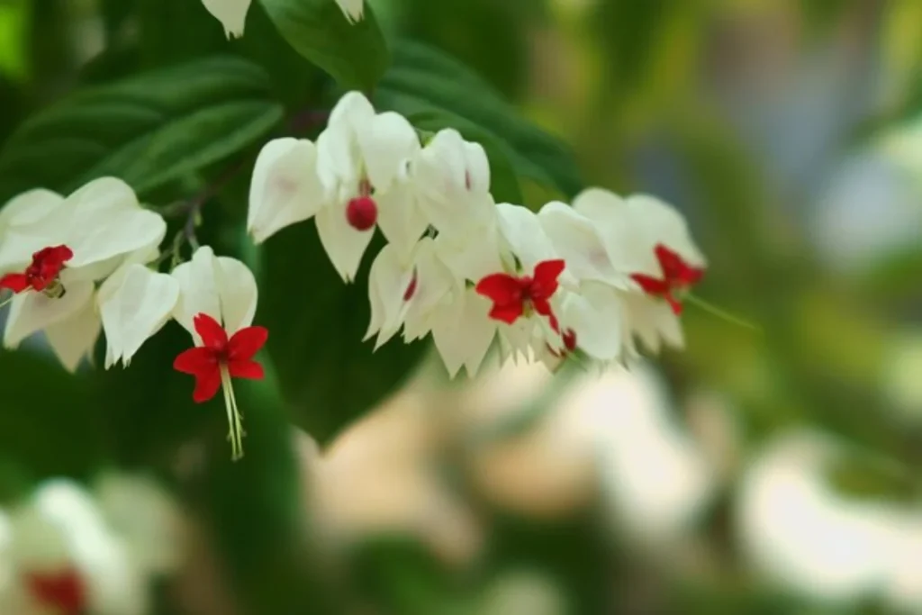 Flores trepadeira: 10 espécies para ter em casa 12 flores Lágrima de Cristo trepadeira